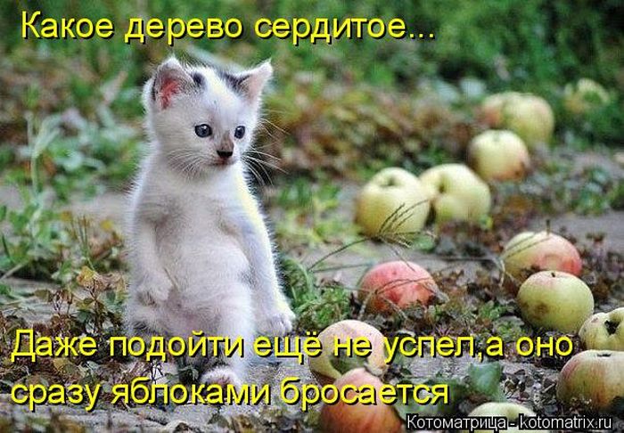 Лучшие котоматрицы недели (49 фото) Забавный котопост