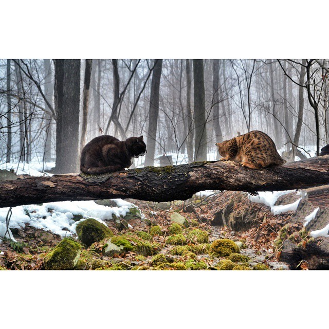 Кот-путешественник, посетивший самые красивые места Америки