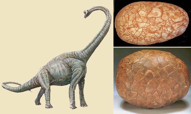 Интересные факты о динозаврах, Титанозавры, Hypselosaurus priscus Интересные факты о динозаврах, Титанозавры, Hypselosaurus priscus