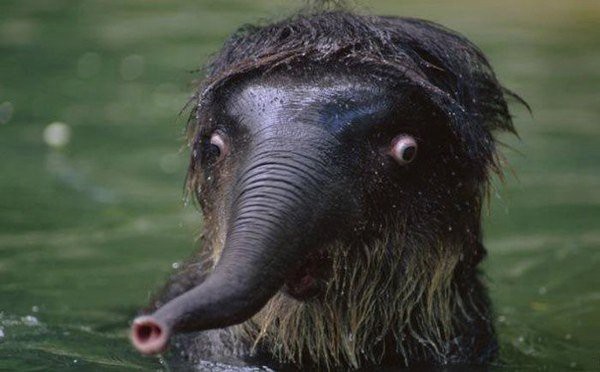 Прикольные животные, которых не плохо кормят животные, коты, прикол, юмор