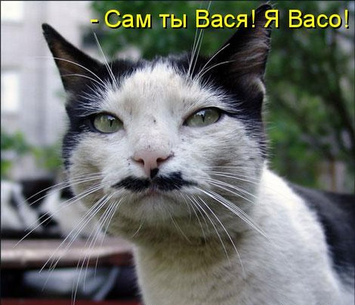 Котоматрица (81 фото)