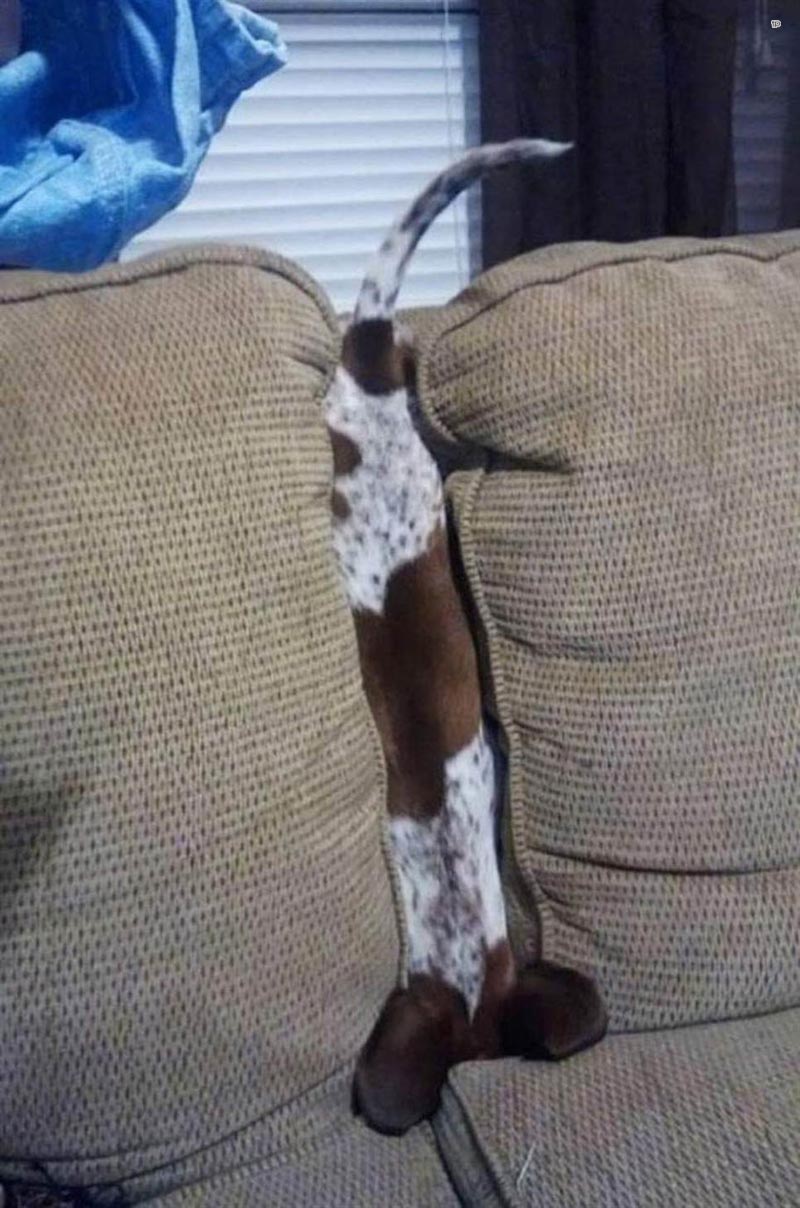 Собачьи неудачи - Собака в диванных подушках вверх ногами 