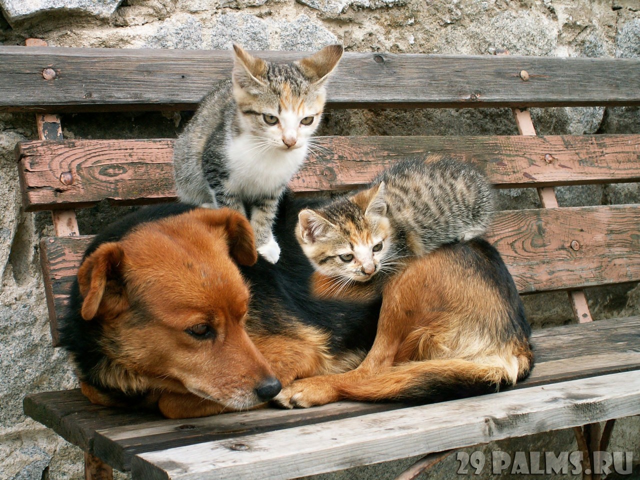 Как кошка с собакой. Часть 1 животные, коты, кошки, собаки, фото, юмор