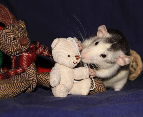 Фото крысок