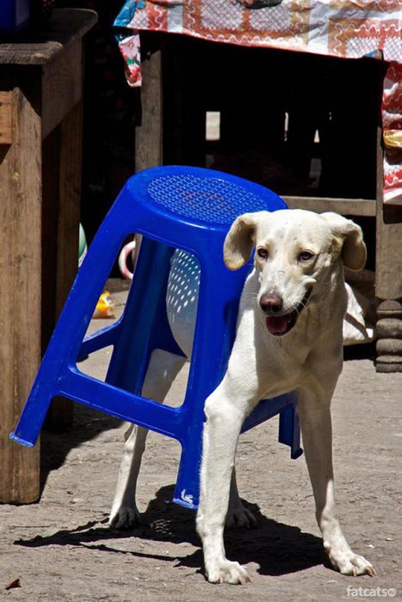 Собачьи неудачи - Белый пес застрял в пластиковом стуле 