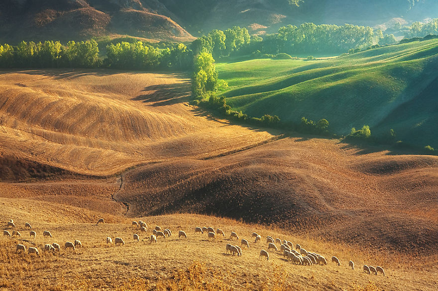 Отары овец на тосканских полях Тоскана, италия, овца, поле