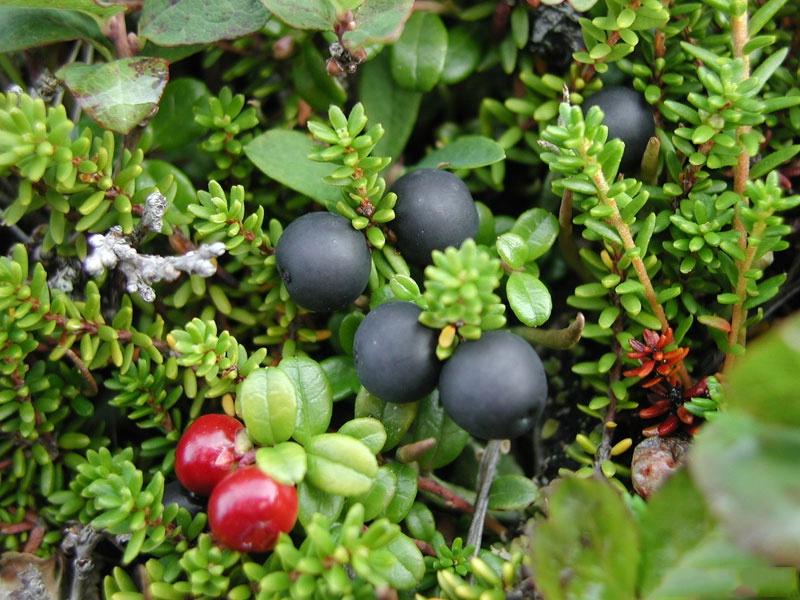 Вкусно и полезно. Осенние ягоды Вкусно и полезно. Осенние ягоды