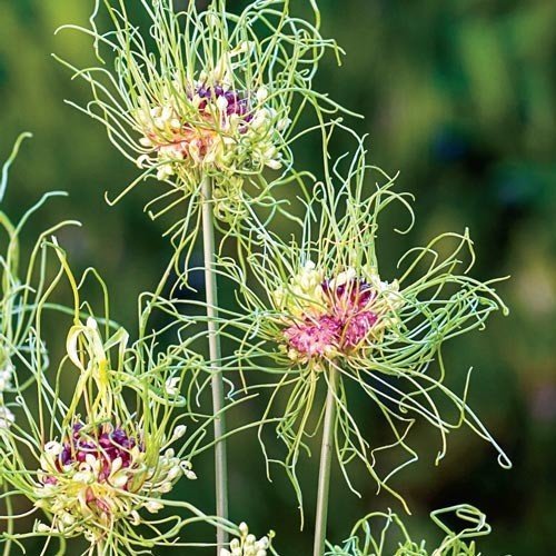 Аллиум Хэер (Allium Hair) Аллиум Хэер (Allium Hair) волосатость, интересное, красота, природа, растения, флора