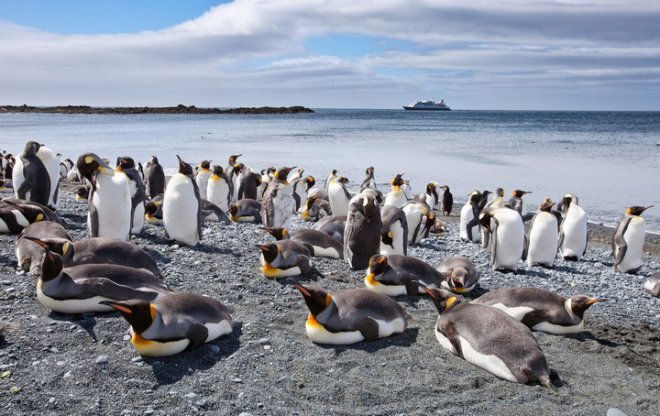 Маккуори – остров пингвинов