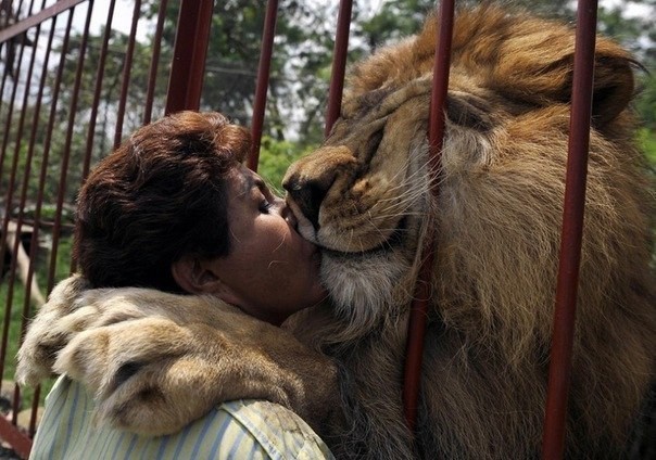 Когда-то эта женщина спасла маленького львенка животные, история