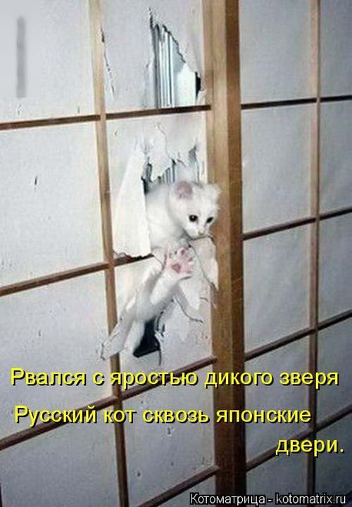 Лучшие котоматрицы недели