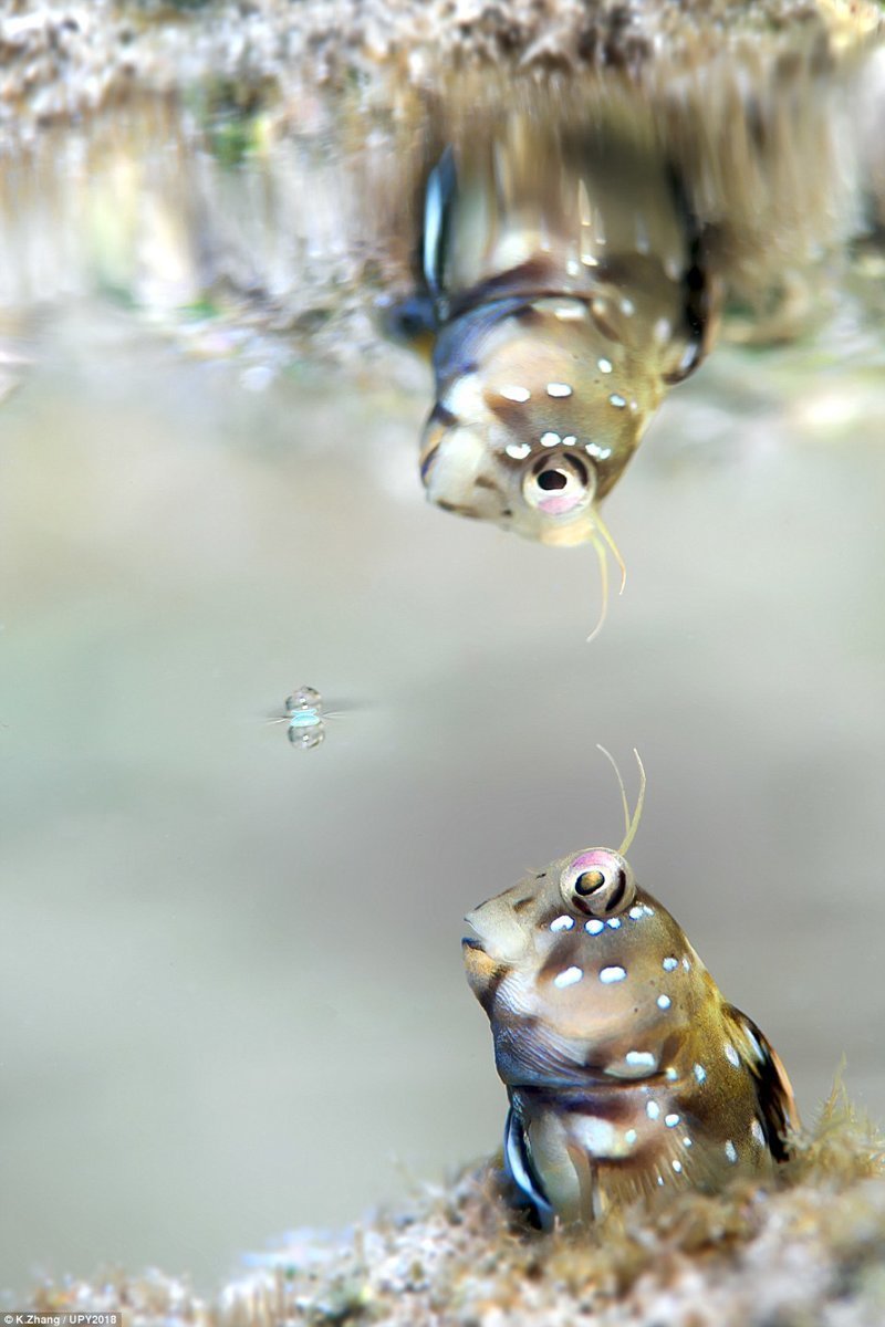 "Пузырик", K.zhang конкурс, красиво, лучшее, подборка, подводные снимки, подводные фото, фото, фотографы