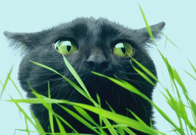 трава и кошки4 (639x441, 188Kb)