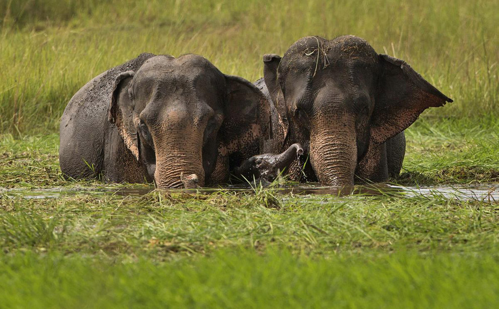 Семья слонов в штате Мегхалая на на востоке Индии