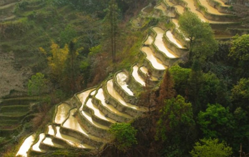 Рисовые террасы Юньнань красиво, природа, фото