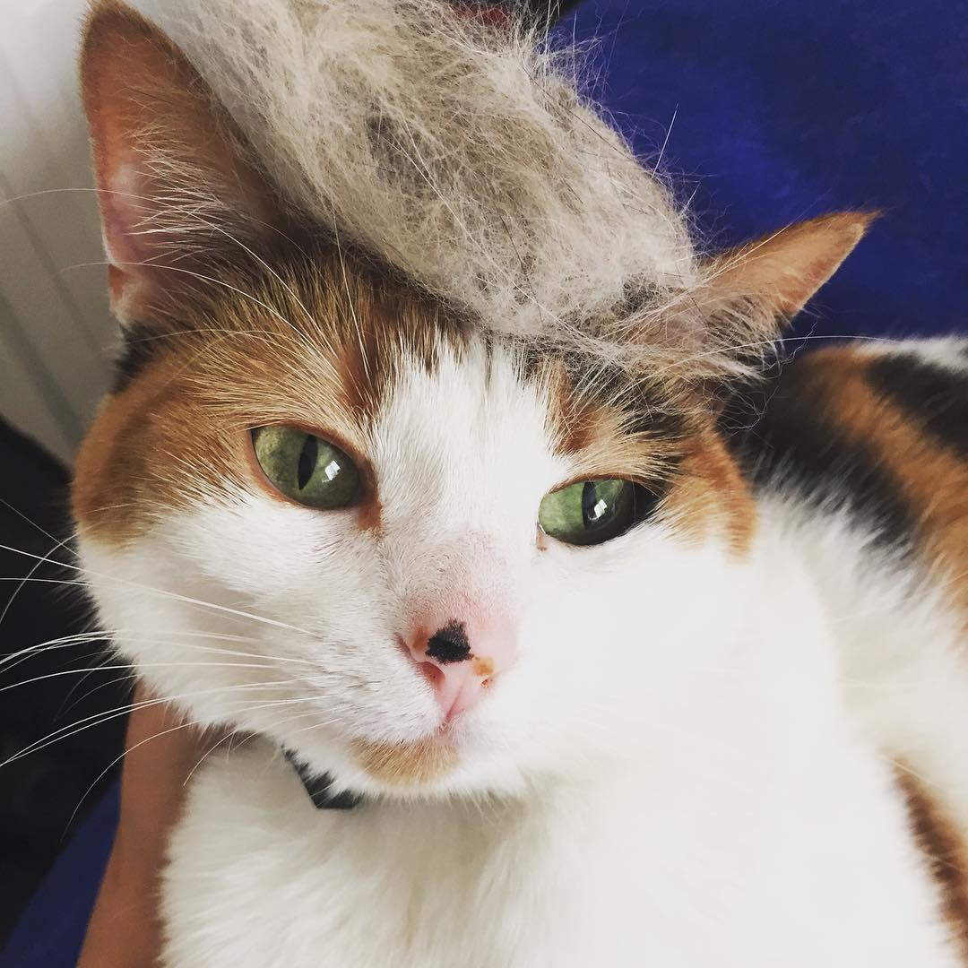 10693435_577732655699791_2015986586_n