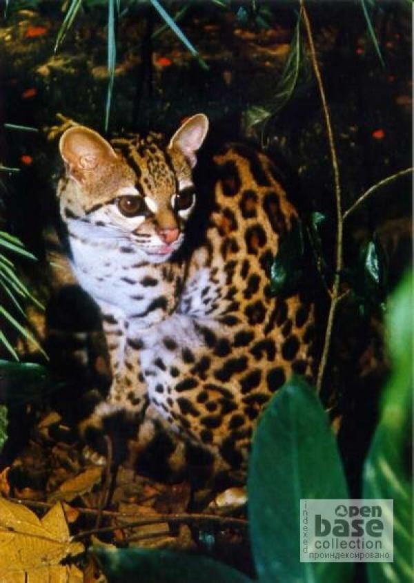 Необычный и милый котейка Маргай