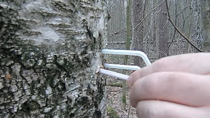Как правильно собирать березовый сок. Быстрый и щадящий для дерева способ Как правильно собирать березовый сок. Быстрый и щадящий для дерева способ