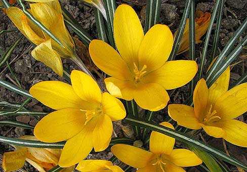 Крокус, шафран (Crocus) Крокус, шафран (Crocus)