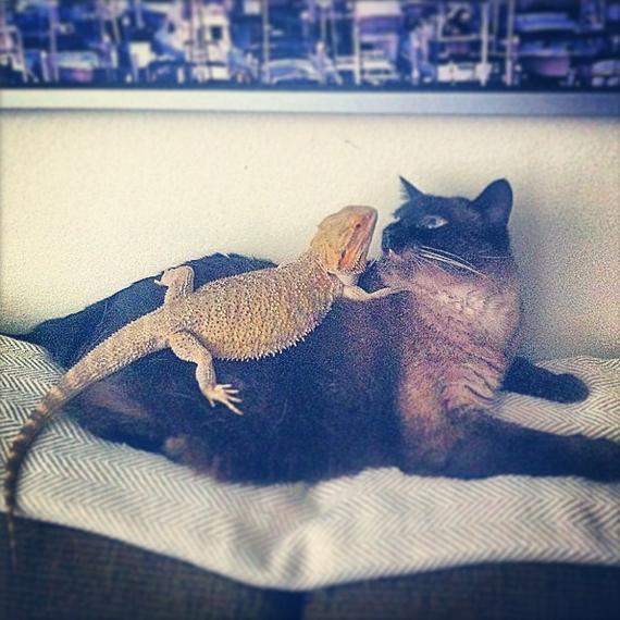 14 кошек, которые всерьёз подружились с ящерицами