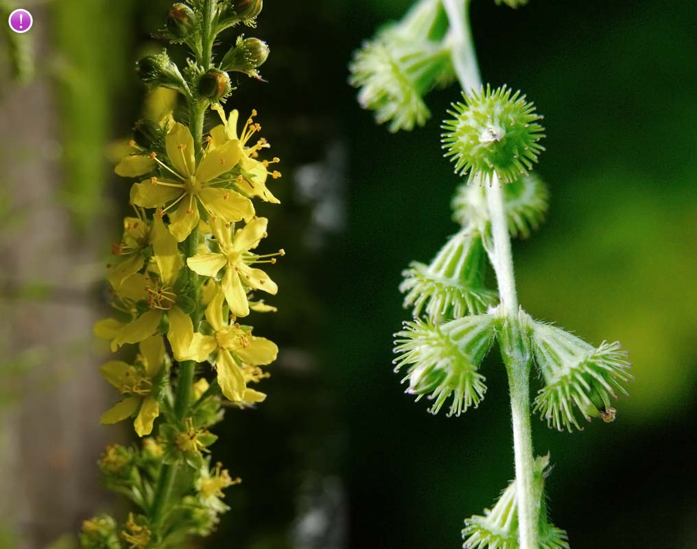 Репешок обыкновенный (Agrimonia Eupatoria l.)