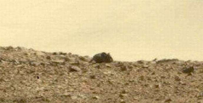 На Марсе обнаружилась мышь-великан