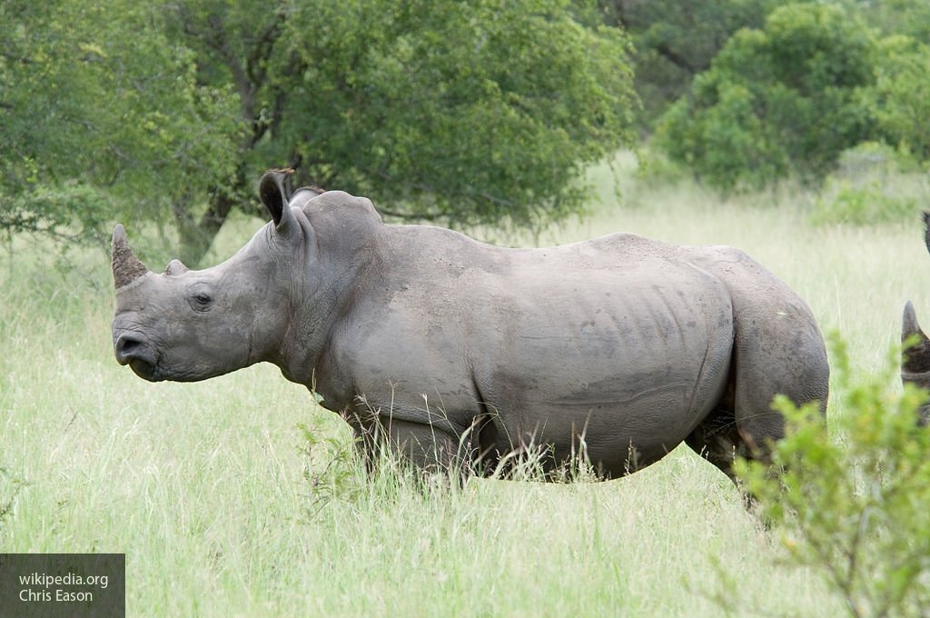 В Кении усыпили последнего самца белого северного носорога
