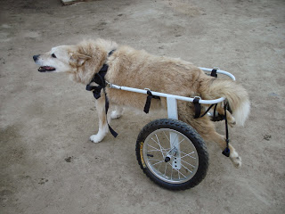 История собаки инвалида. Магуша.