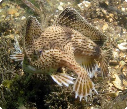 Handfish