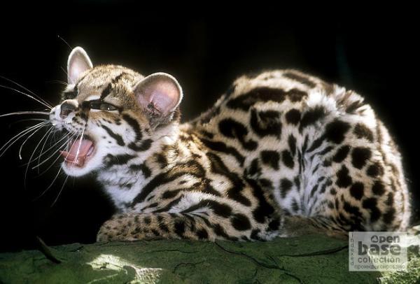 Необычный и милый котейка Маргай