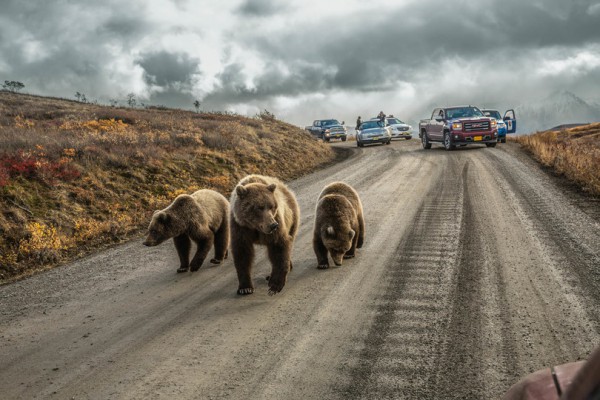 Лучшие фотографии от National Geographic за январь 2016