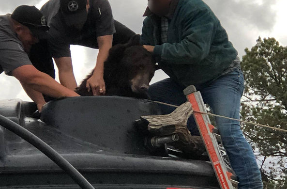 В США спасли медведя, застрявшего в бочке