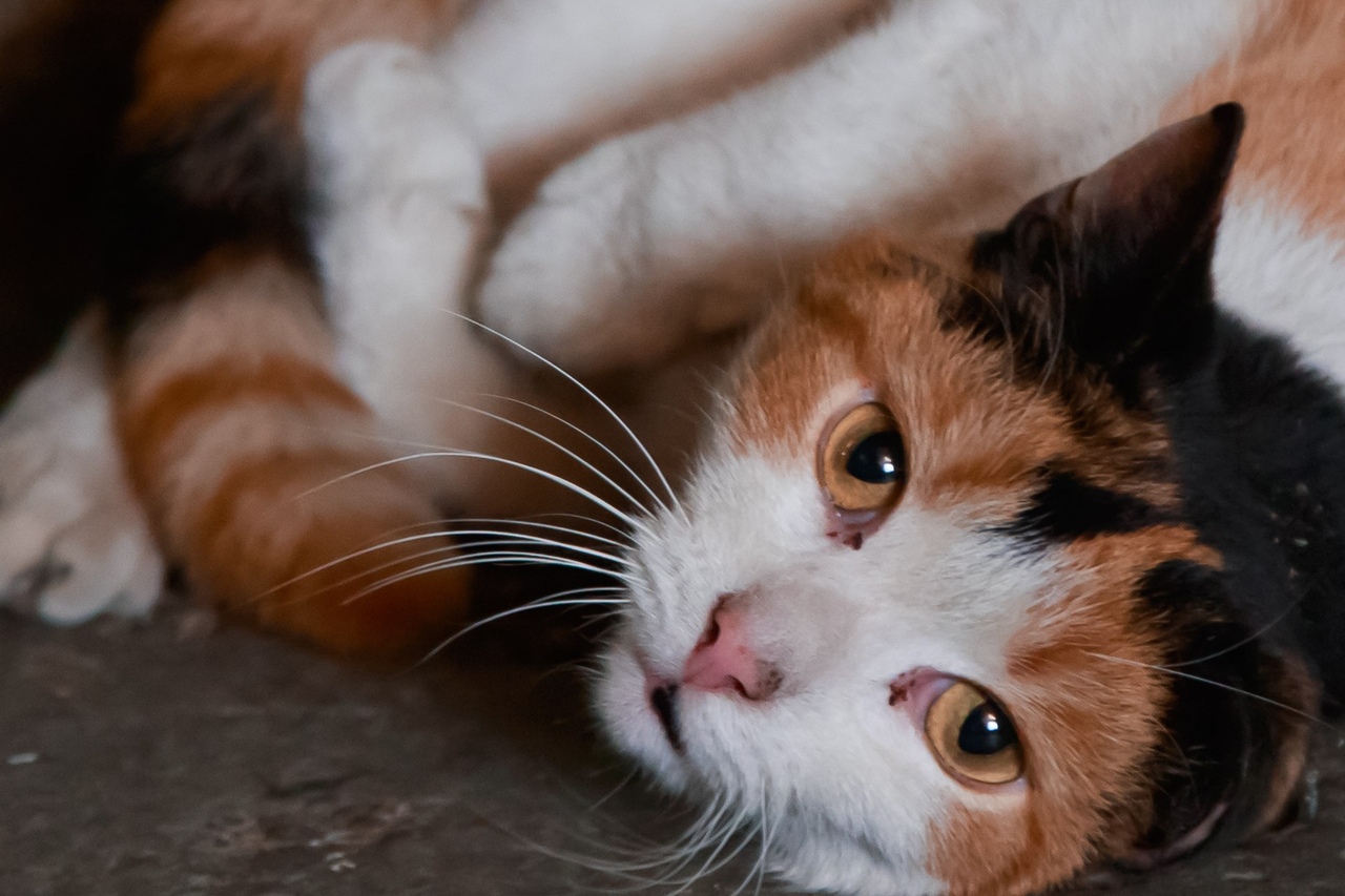 Кому настоящее кошачье счастье?! Кому настоящее кошачье счастье?!