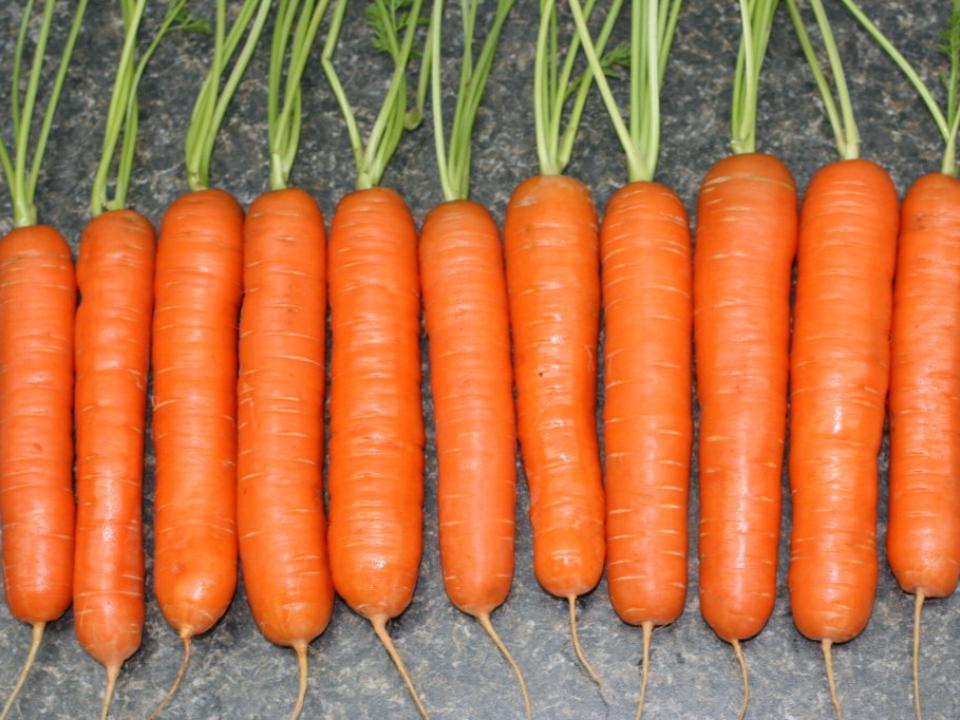Лучшие сорта моркови сезона 2016