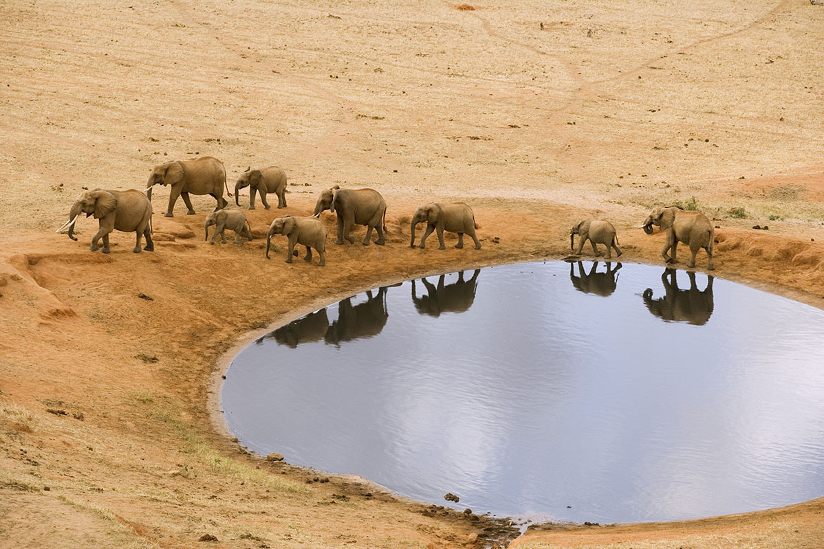 Красота и величие слонов
