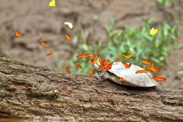 Черепаха-бабочка