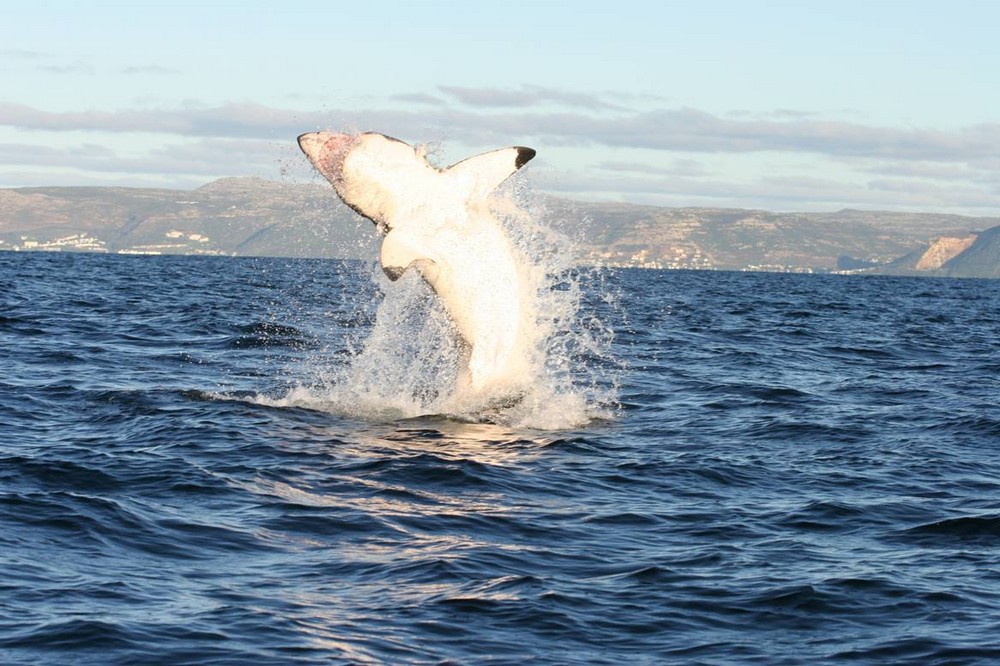 Удивительная история любви белой акулы к человеку животные, история