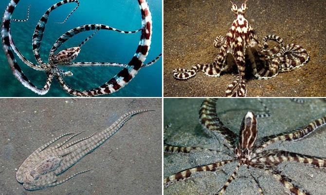 Thaumoctopus mimicus, Интересные факты о моллюсках Интересные факты о моллюсках