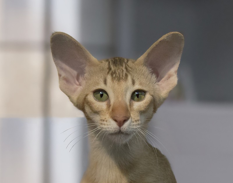 Котямяуки милаши (просто смешные и забавные фотки котэ) кошки, милые киски, прикол, прикольные котэ, смешные кошки, юмор