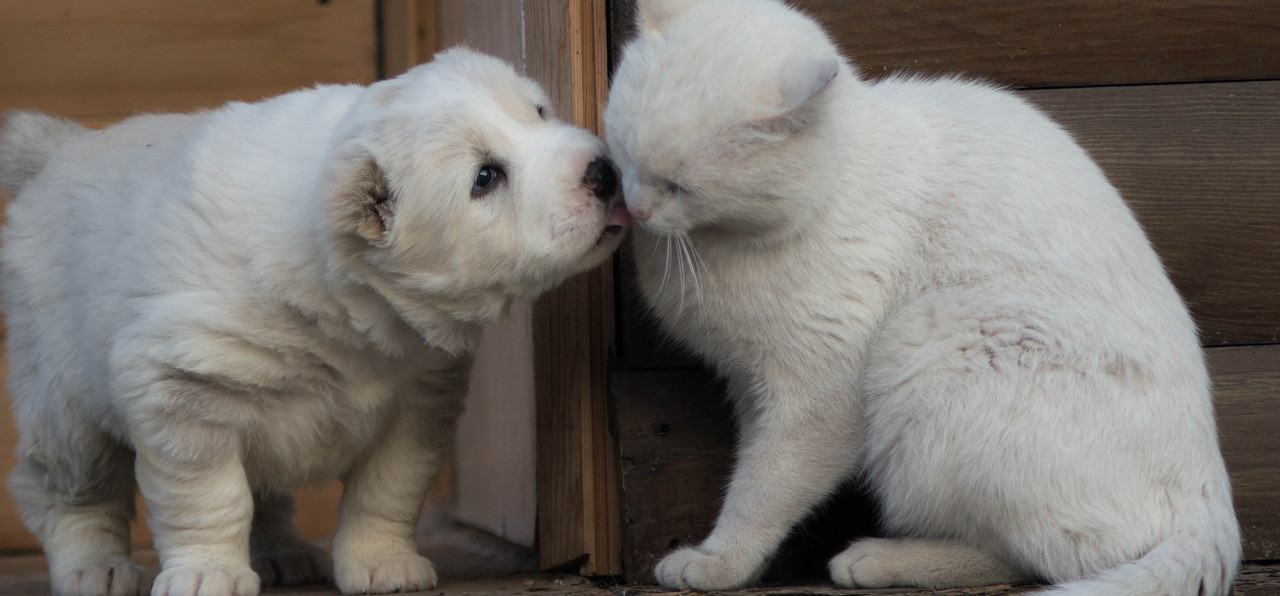 Кошки - самые лучшие друзья собак кошки, собаки
