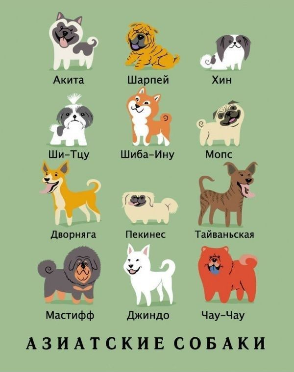 Какой национальности ваша собака? породы, собаки, страна