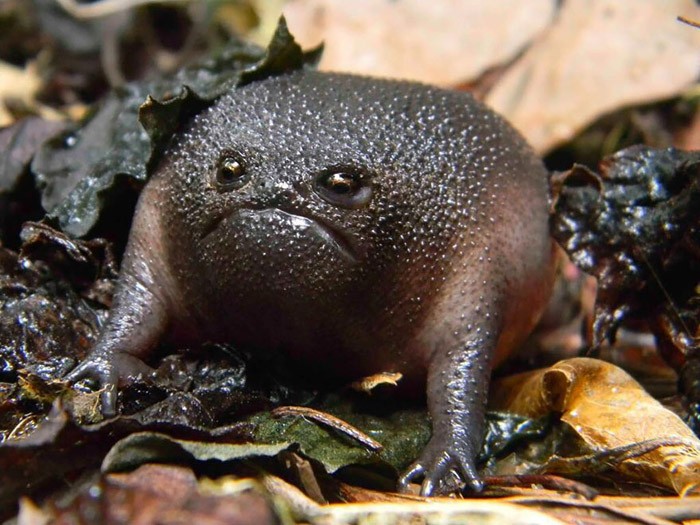 Удивительные лягушки в природе: Черная жаба из Южной Америки.