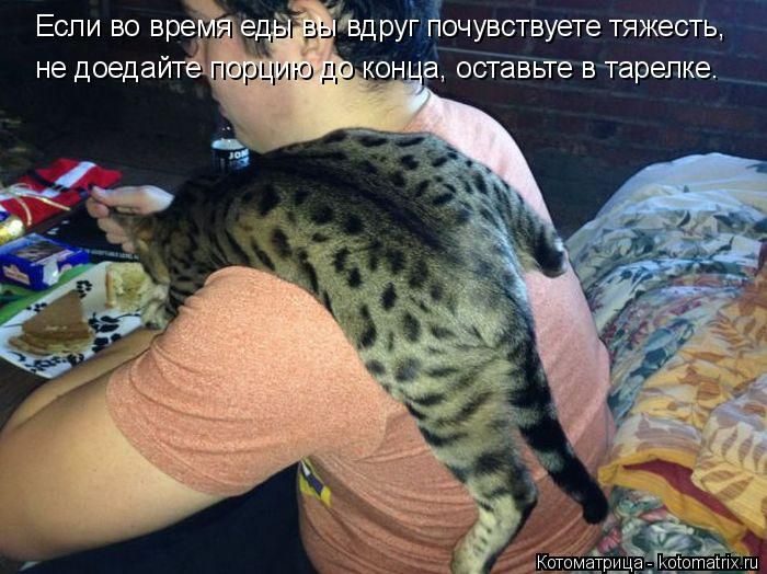 Лучшие котоматрицы недели