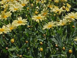 Аргирантемум мадерский (Argyranthemum maderense) Аргирантемум — кустарник со сверхобильным цветением