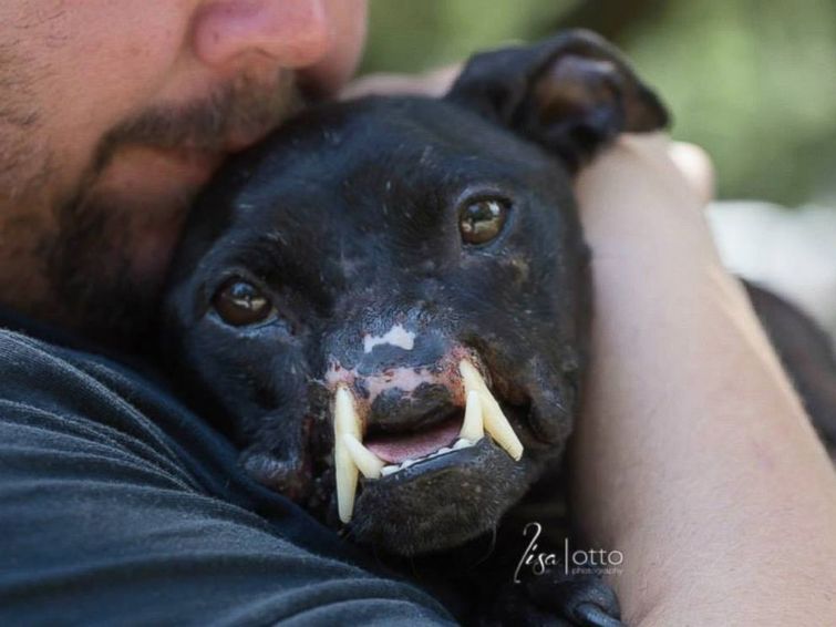 Khalessi dog, собака без половины морды, питбуль без носа