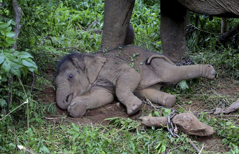 16-дневный слоненок в Национальном парке к югу от Бангалора, Индия