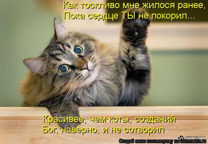 Лучшие котоматрицы прошедшей недели