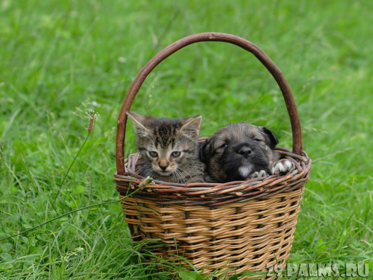 Как кошка с собакой. Часть 1 животные, коты, кошки, собаки, фото, юмор