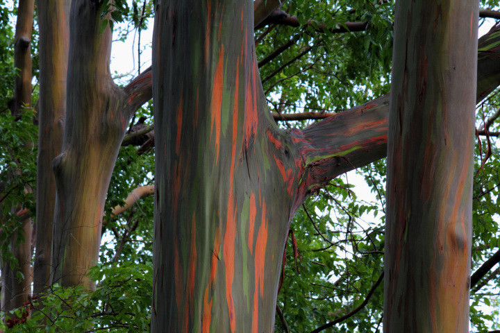 Радужный эвкалипт в мире, животные, люди, планета