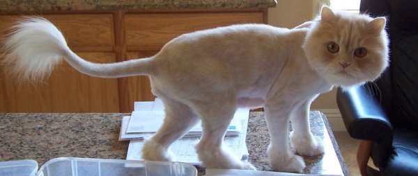 Бритые коты